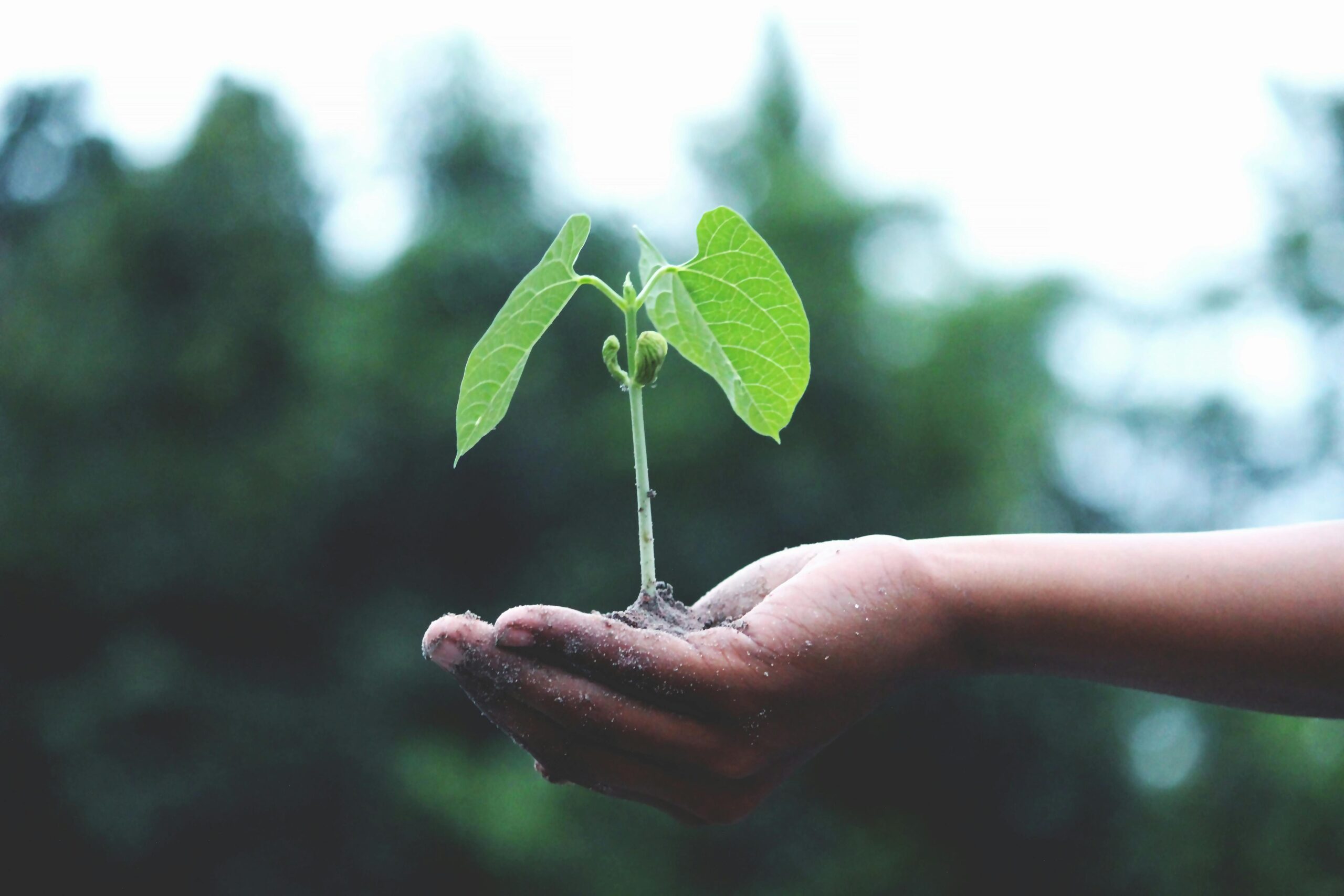Imagen de una mano que está cargando una planta representando la sostenibilidad